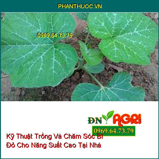 Kỹ Thuật Trồng Và Chăm Sóc Bí Đỏ Cho Năng Suất Cao Tại Nhà