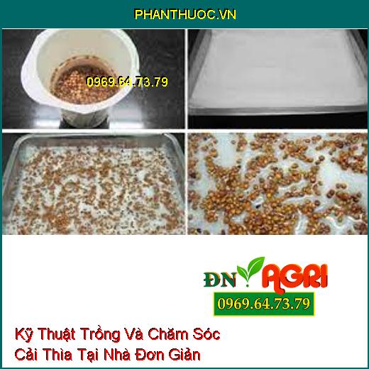 Kỹ Thuật Trồng Và Chăm Sóc Cải Thìa Tại Nhà Đơn Giản