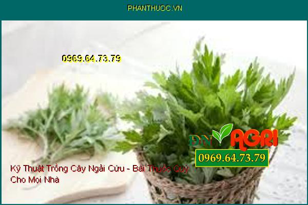 Kỹ Thuật Trồng Cây Ngải Cứu - Bài Thuốc Quý Cho Mọi Nhà