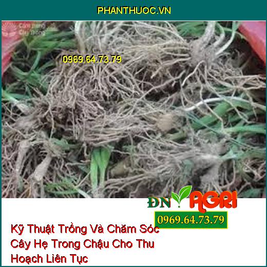 Kỹ Thuật Trồng Và Chăm Sóc Cây Hẹ Trong Chậu Cho Thu Hoạch Liên Tục