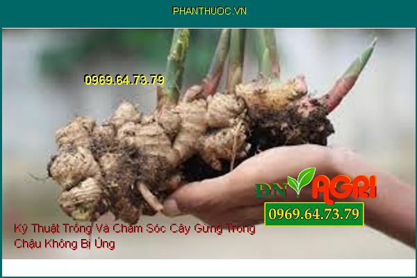 Kỹ Thuật Trồng Và Chăm Sóc Cây Gừng Trong Chậu Không Bị Úng