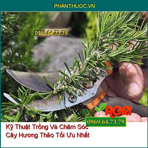 Kỹ Thuật Trồng Và Chăm Sóc Cây Hương Thảo Tối Ưu Nhất