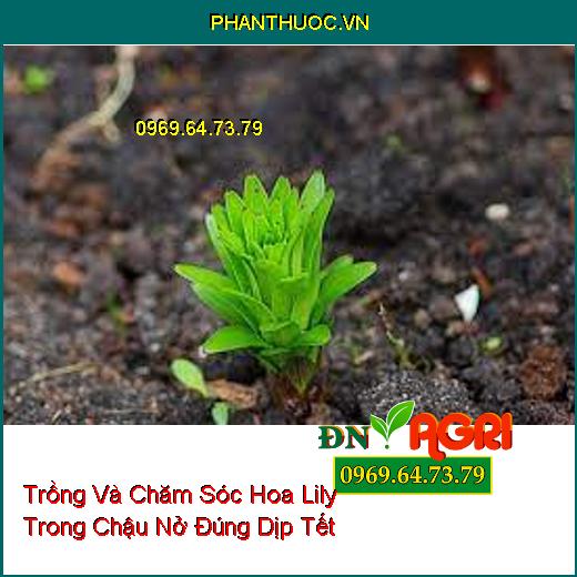 Trồng Và Chăm Sóc Hoa Lily Trong Chậu Nở Đúng Dịp Tết