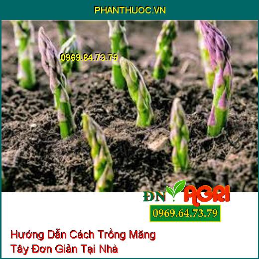 Hướng Dẫn Cách Trồng Măng Tây Đơn Giản Tại Nhà