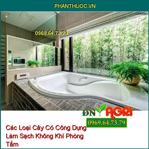 Các Loại Cây Có Công Dụng Làm Sạch Không Khí Phòng Tắm 