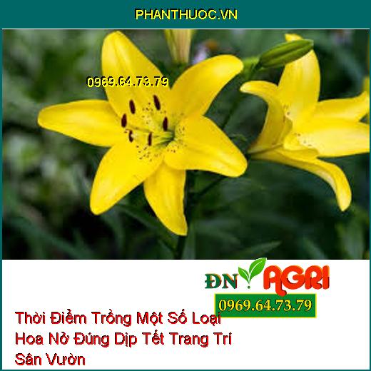 Thời Điểm Trồng Một Số Loại Hoa Nở Đúng Dịp Tết Trang Trí Sân Vườn