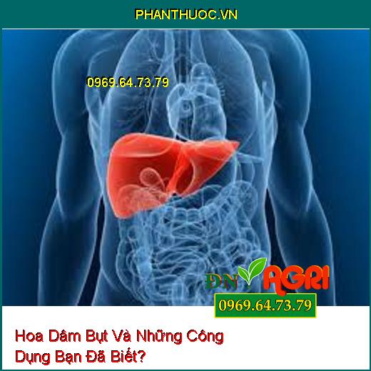 Hoa Dâm Bụt Và Những Công Dụng Bạn Đã Biết?