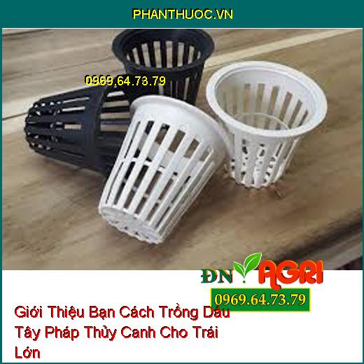 Giới Thiệu Bạn Cách Trồng Dâu Tây Pháp Thủy Canh Cho Trái Lớn