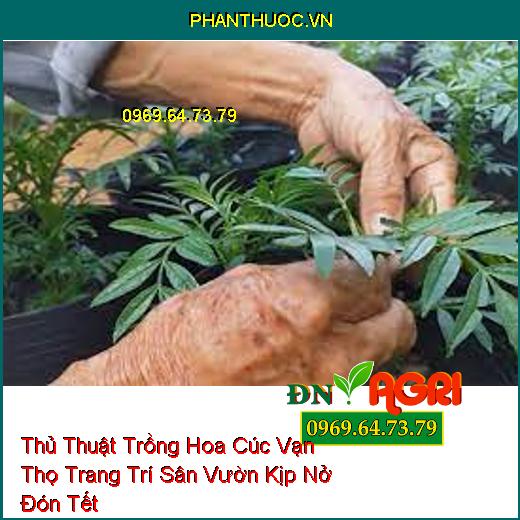 Thủ Thuật Trồng Hoa Cúc Vạn Thọ Trang Trí Sân Vườn Kịp Nở Đón Tết