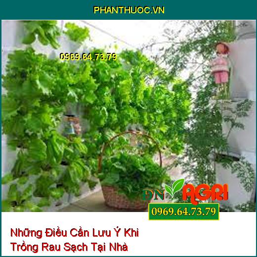 Những Điều Cần Lưu Ý Khi Trồng Rau Sạch Tại Nhà