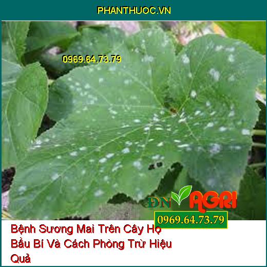 Bệnh Sương Mai Trên Cây Họ Bầu Bí Và Cách Phòng Trừ Hiệu Quả