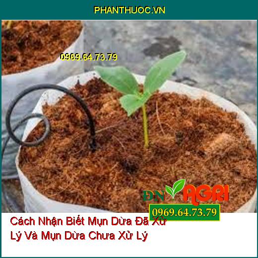 Cách Nhận Biết Mụn Dừa Đã Xử Lý Và Mụn Dừa Chưa Xử Lý