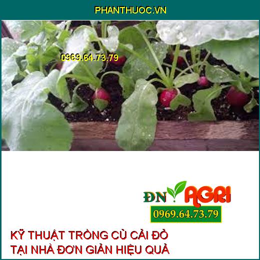 KỸ THUẬT TRỒNG CỦ CẢI ĐỎ TẠI NHÀ ĐƠN GIẢN HIỆU QUẢ