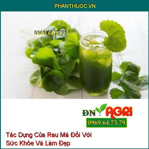 Tác Dụng Của Rau Má Đối Với Sức Khỏe Và Làm Đẹp