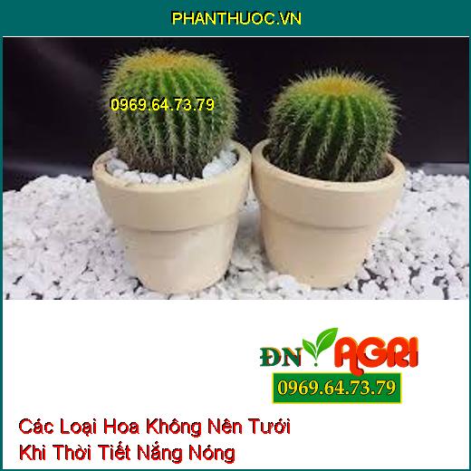 Các Loại Hoa Không Nên Tưới Khi Thời Tiết Nắng Nóng