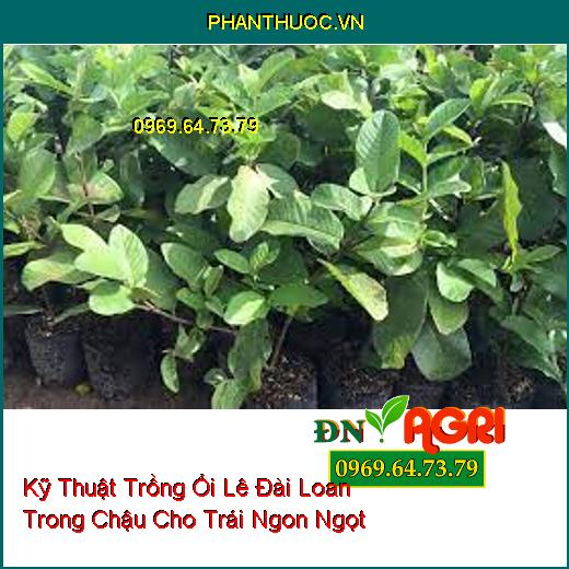 Kỹ Thuật Trồng Ổi Lê Đài Loan Trong Chậu Cho Trái Ngon Ngọt