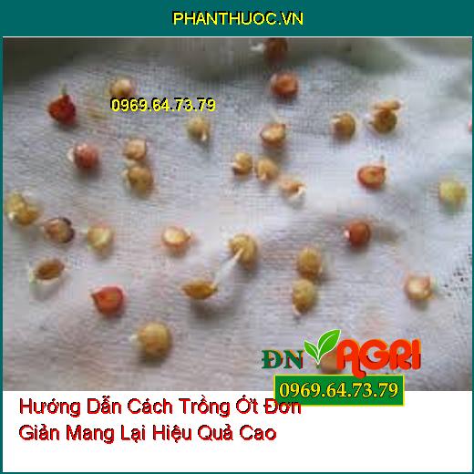 Hướng Dẫn Cách Trồng Ớt Đơn Giản Mang Lại Hiệu Quả Cao