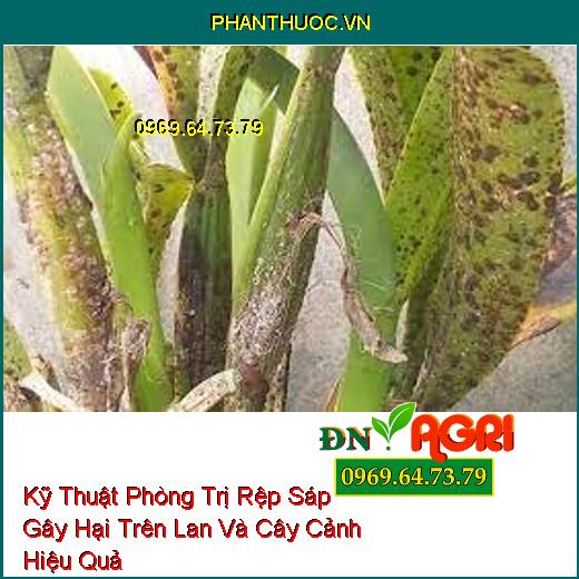 Kỹ Thuật Phòng Trị Rệp Sáp Gây Hại Trên Lan Và Cây Cảnh Hiệu Quả