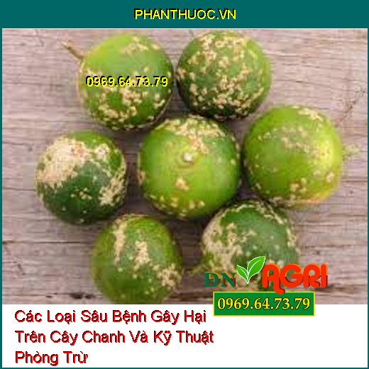 Các Loại Sâu Bệnh Gây Hại Trên Cây Chanh Và Kỹ Thuật Phòng Trừ