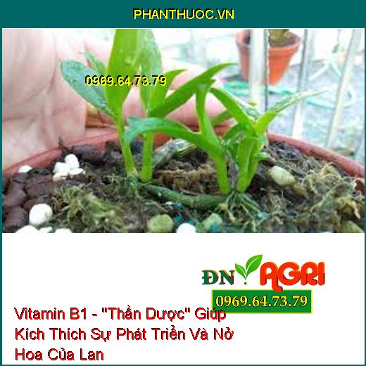 Vitamin B1 - "Thần Dược" Giúp Kích Thích Sự Phát Triển Và Nở Hoa Của Lan