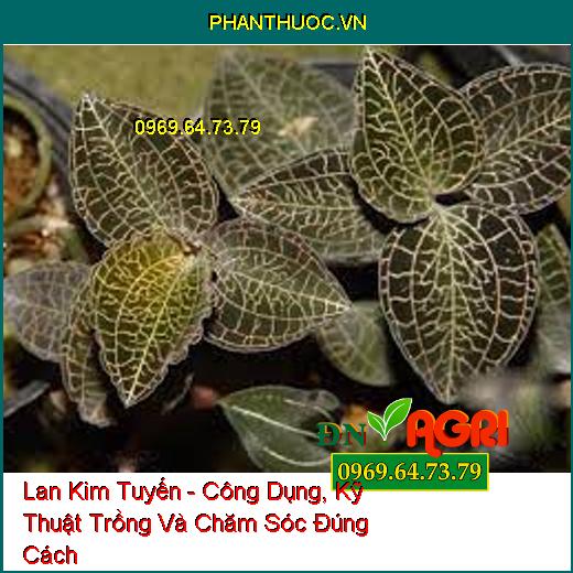 Lan Kim Tuyến - Công Dụng, Kỹ Thuật Trồng Và Chăm Sóc Đúng Cách