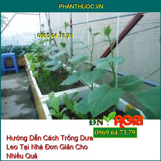 Hướng Dẫn Cách Trồng Dưa Leo Tại Nhà Đơn Giản Cho Nhiều Quả