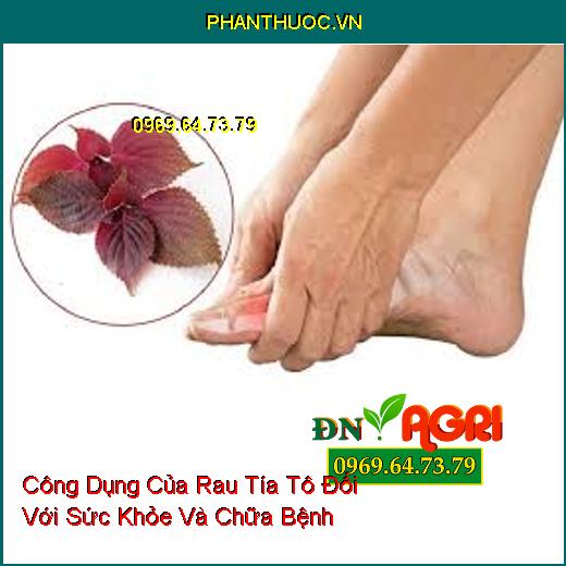 Công Dụng Của Rau Tía Tô Đối Với Sức Khỏe Và Chữa Bệnh