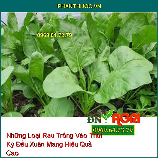 Những Loại Rau Trồng Vào Thời Kỳ Đầu Xuân Mang Hiệu Quả Cao