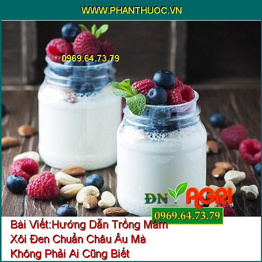 Hướng Dẫn Trồng Mâm Xôi Đen (Blackberries) Chuẩn Châu Âu Mà Không Phải Ai Cũng Biết