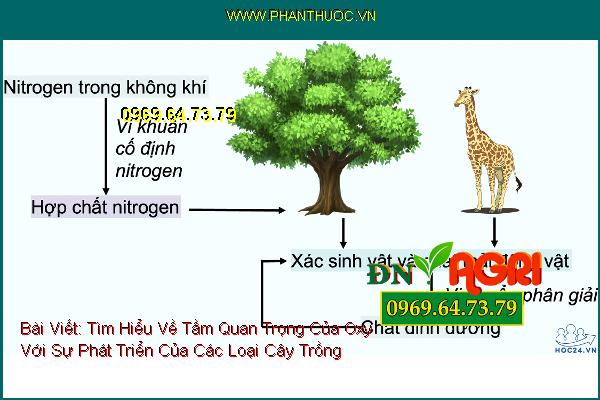 Tìm Hiểu Về Tầm Quan Trọng Của Oxy Với Sự Phát Triển Của Các Loại Cây Trồng