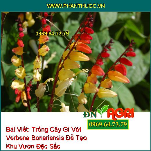 Trồng Cây Gì Với Verbena Bonariensis Để Tạo Khu Vườn Đặc Sắc