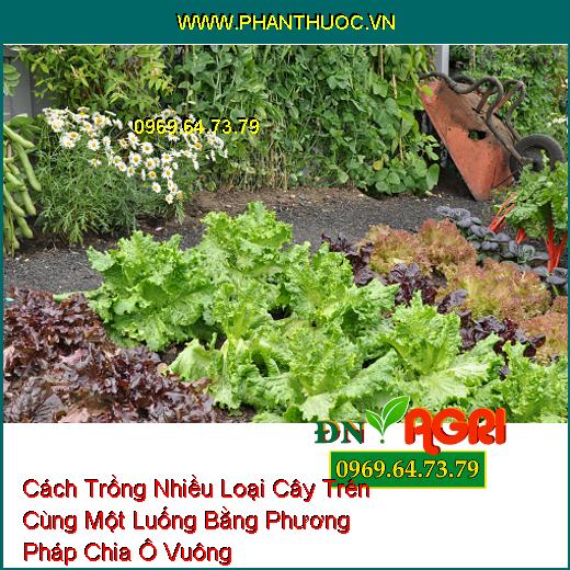 Cách Trồng Nhiều Loại Cây Trên Cùng Một Luống Bằng Phương Pháp Chia Ô Vuông