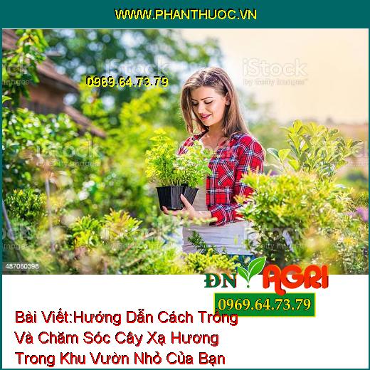 Hướng Dẫn Cách Trồng Và Chăm Sóc Cây Xạ Hương Trong Khu Vườn Nhỏ Của Bạn