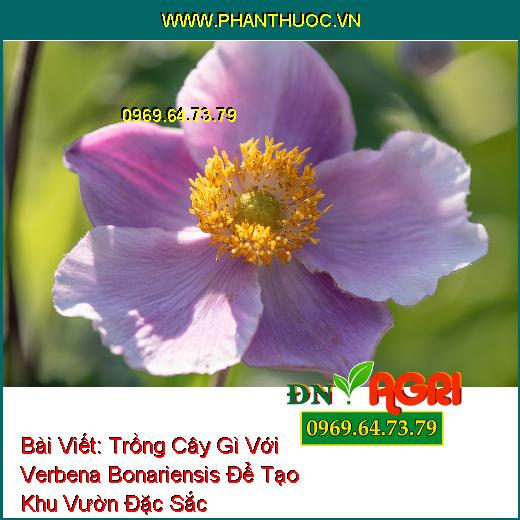 Trồng Cây Gì Với Verbena Bonariensis Để Tạo Khu Vườn Đặc Sắc