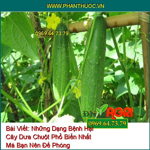 Những Dạng Bệnh Hại Cây Dưa Chuột Phổ Biến Nhất Mà Bạn Nên Đề Phòng