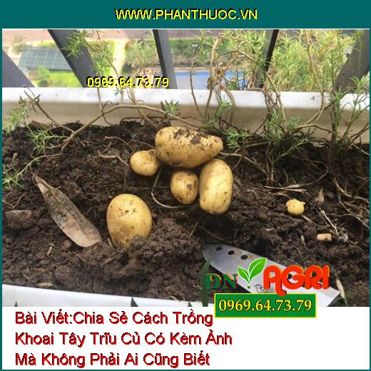 Chia Sẻ Cách Trồng Khoai Tây Trĩu Củ Có Kèm Ảnh Mà Không Phải Ai Cũng Biết