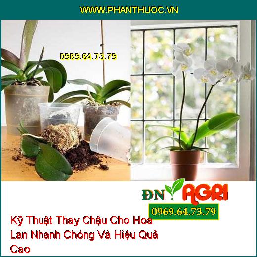 Kỹ Thuật Thay Chậu Cho Hoa Lan Nhanh Chóng Và Hiệu Quả Cao