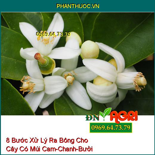 8 Bước Xử Lý Ra Bông Cho Cây Có Múi Cam-Chanh-Bưởi