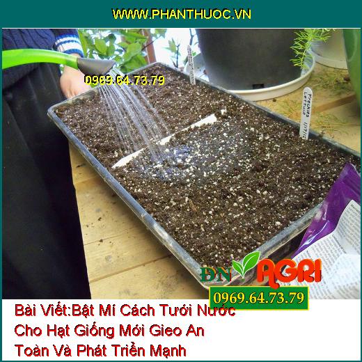 Bật Mí Cách Tưới Nước Cho Hạt Giống Mới Gieo An Toàn Và Phát Triển Mạnh