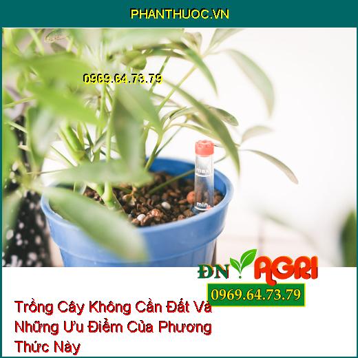 Trồng Cây Không Cần Đất Và Những Ưu Điểm Của Phương Thức Này