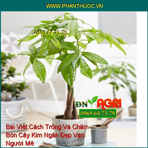 Cách Trồng Và Chăm Bón Cây Kim Ngân Đẹp Vạn Người Mê