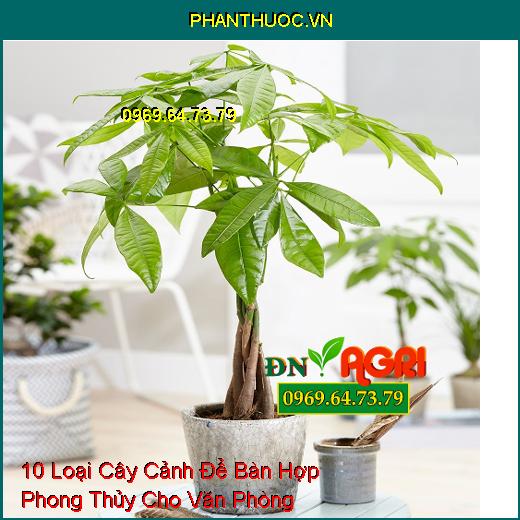 10 Loại Cây Cảnh Để Bàn Hợp Phong Thủy Cho Văn Phòng