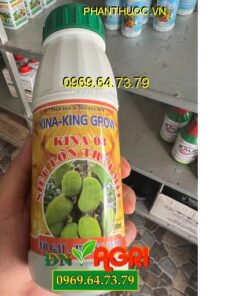 KINA 03 KINA KING GROW- Lớn Trái- Chắc Hạt- Dày Cơm- Màu Vàng Đẹp