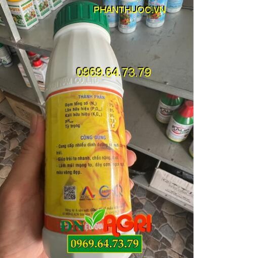 KINA 03 KINA KING GROW- Lớn Trái- Chắc Hạt- Dày Cơm- Màu Vàng Đẹp