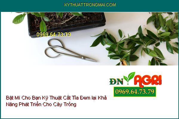 Bật Mí Cho Bạn Kỹ Thuật Cắt Tỉa Đem lại Khả Năng Phát Triển Cho Cây Trồng