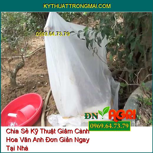 Chia Sẻ Kỹ Thuật Giâm Cành Hoa Vân Anh Đơn Giản Ngay Tại Nhà