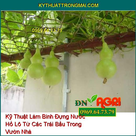 Kỹ Thuật Làm Bình Đựng Nước Hồ Lô Từ Các Trái Bầu Trong Vườn Nhà