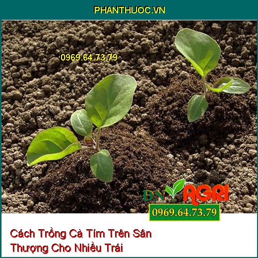 Cách Trồng Cà Tím Trên Sân Thượng Cho Nhiều Trái