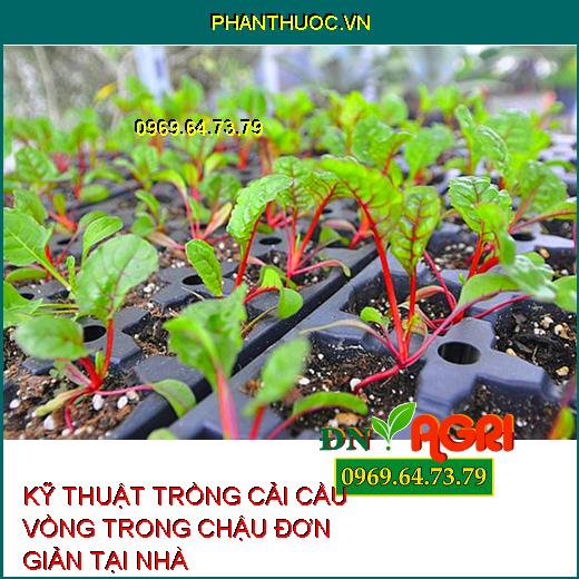 KỸ THUẬT TRỒNG CẢI CẦU VỒNG TRONG CHẬU ĐƠN GIẢN TẠI NHÀ