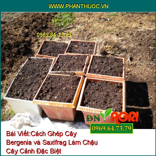 Cách Ghép Cây Bergenia và Saxifrag Làm Chậu Cây Cảnh Đặc Biệt